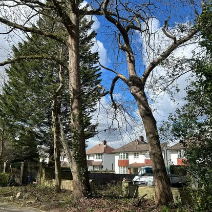 Tree work