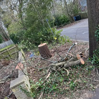 Tree clearance in progress
